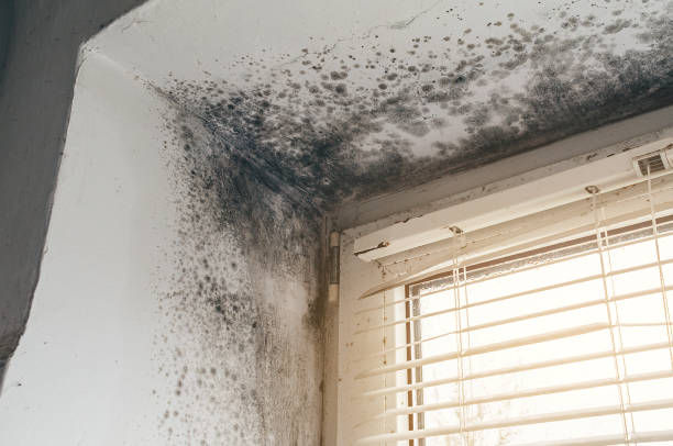 Affordable Mold Cleanup solutions in Coinjock, NC
